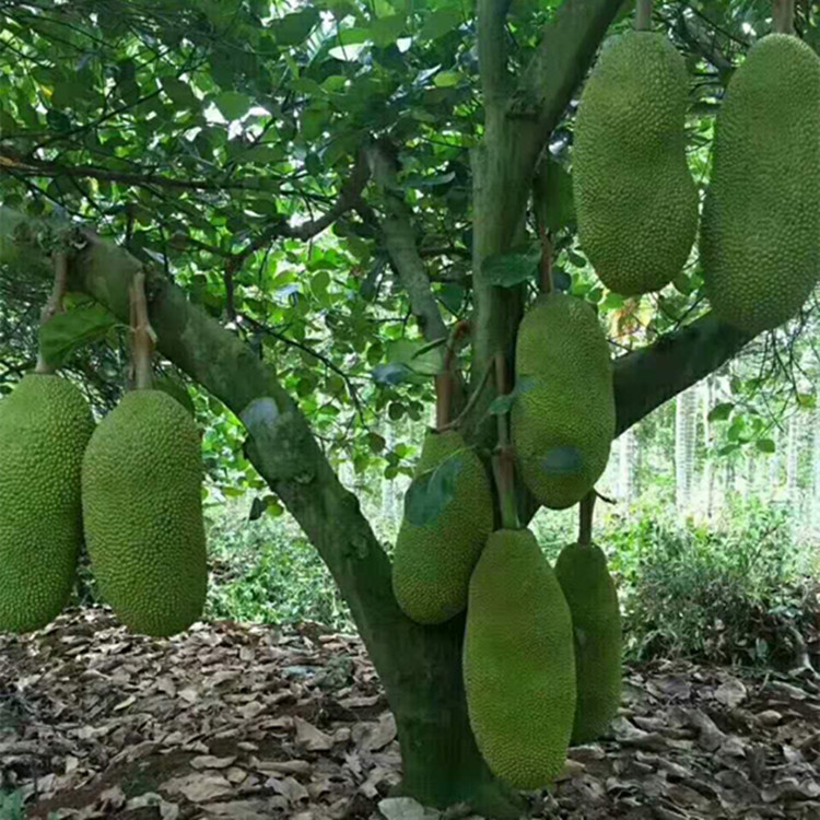 海南菠萝蜜20-25斤包邮 新鲜水果 木大树菠萝蜜肉 假榴莲现摘现发