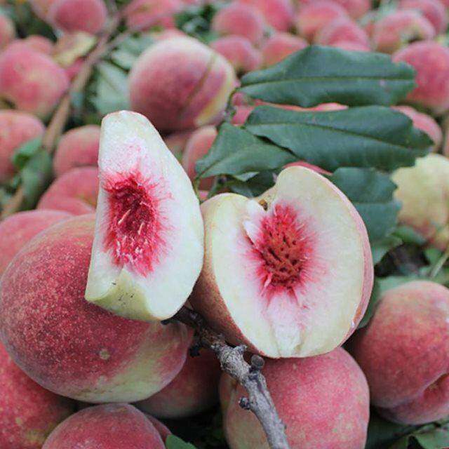 现摘云南红宝石水蜜桃1500g