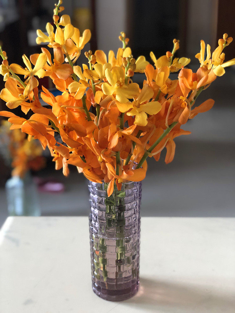 洋兰云南昆明鲜花直批杨兰千代万代兰插花装饰鲜花速递同城