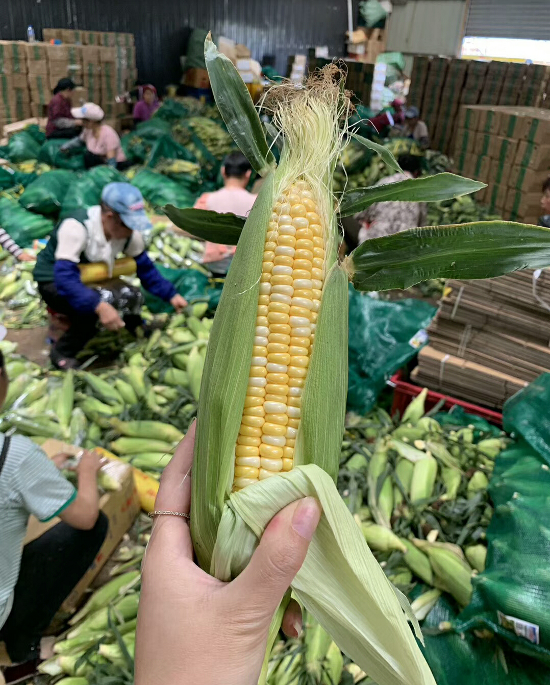 云南新鲜现采蔬菜金银水果玉米脆甜苞谷净重新鲜玉米