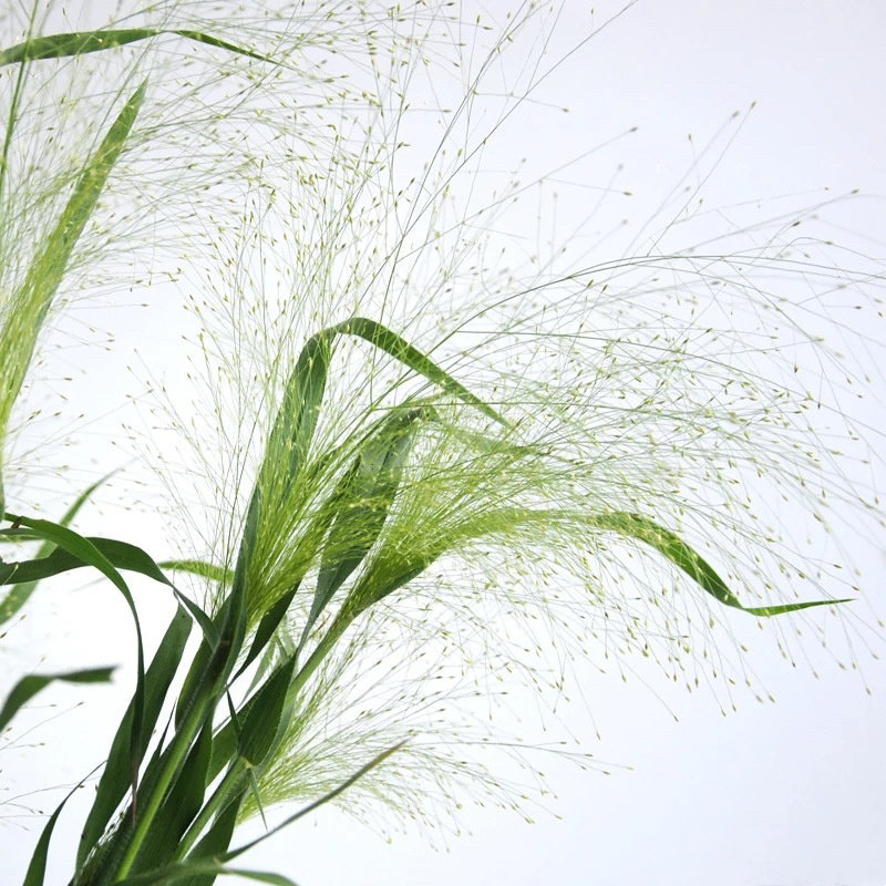 进口喷泉草 鲜花鲜切花配花辅材 全国鲜花速递江浙沪皖包邮10枝