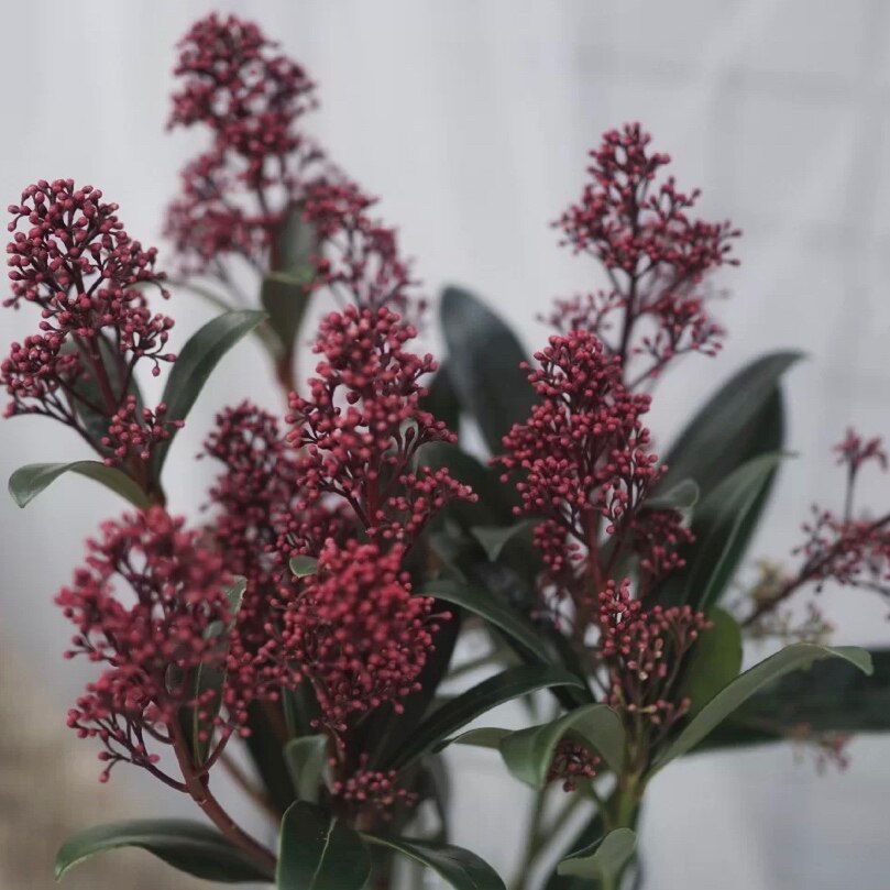 荷兰进口红色茵芋鲜花鲜切高档花材家庭插花鲜花速递同城