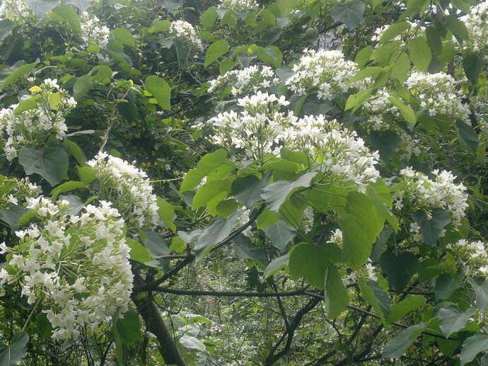 树种种子新采乔木油桐桐油桐子中国木油种籽家庭园艺种子