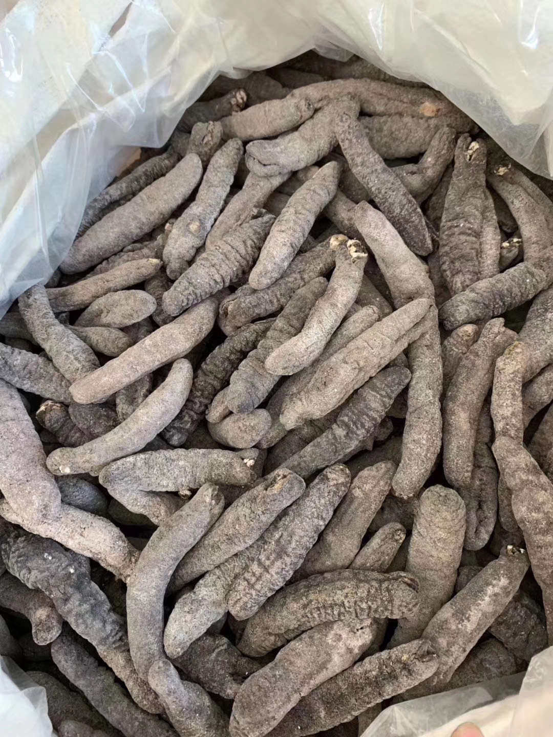 海参黑乌参70头一斤500克包邮装足干淡干6倍发头厚身圆秃