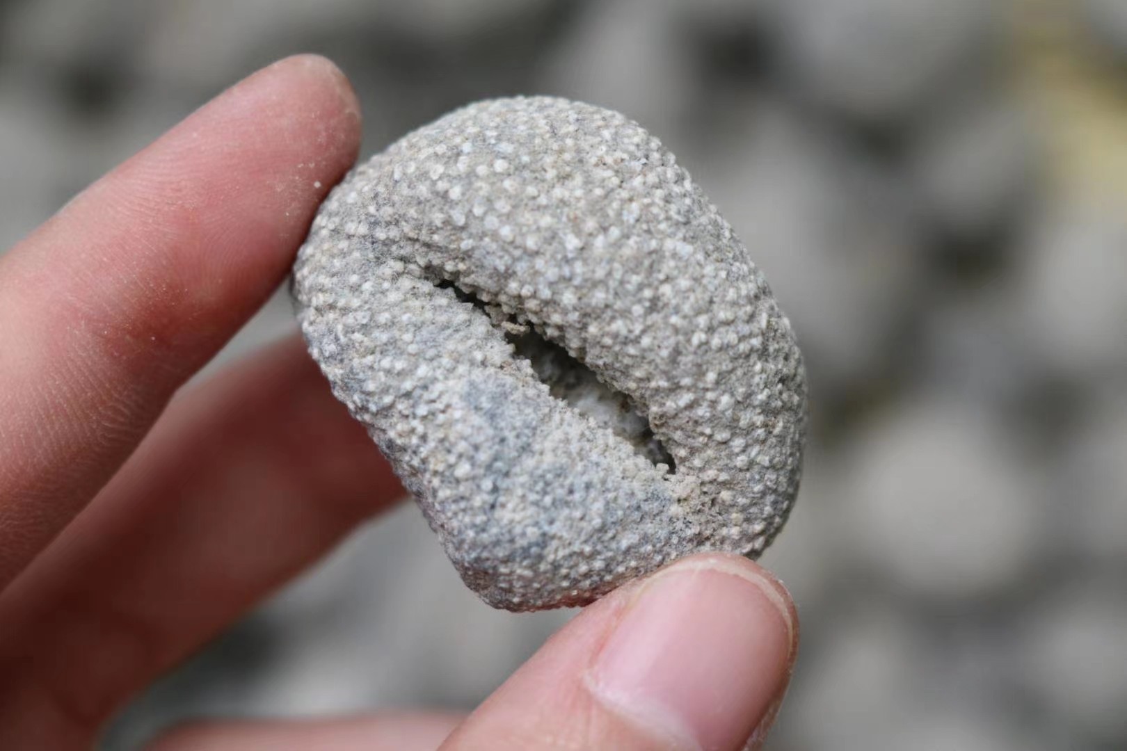 正品深海野生海参越南球参50头干品