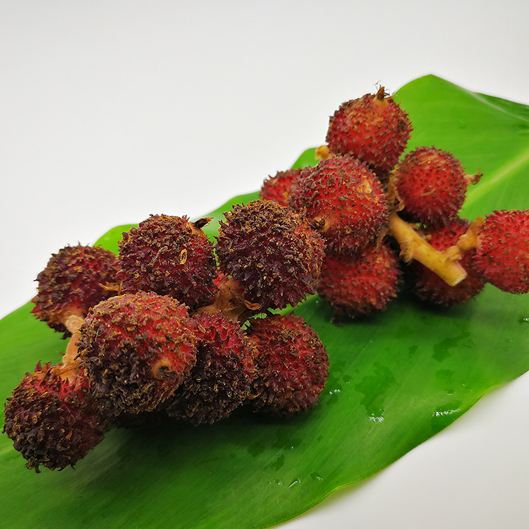 阳春特产新鲜春砂仁生砂仁500g泡蜂蜜泡酒自酿春砂仁鲜果泡蜜糖