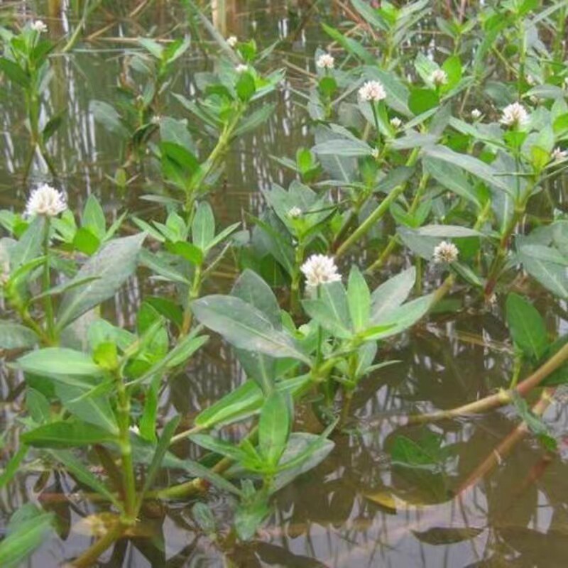植物水草水花花生黄花水龙漂浮活体水培池塘水草