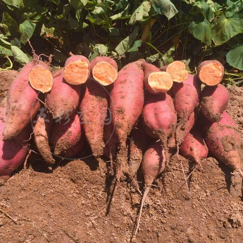 正宗福建六鳌沙地红蜜薯5斤大地瓜番薯新鲜农家山芋10香蕃薯包邮糖心