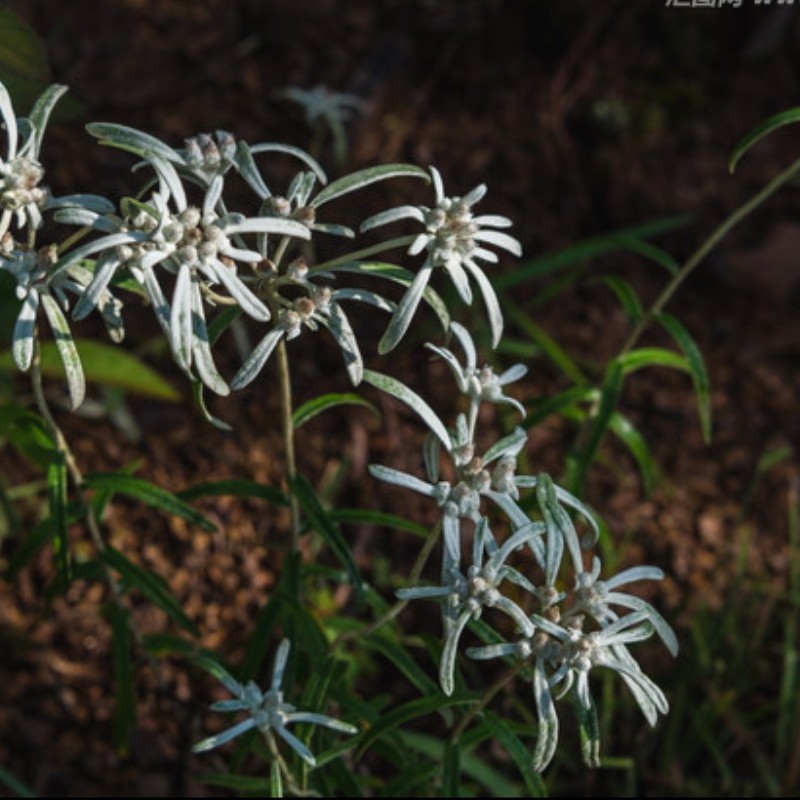 天青地白毛女儿菜父子草小火草野清明草菠萝草叶下白春秋冬草药苗