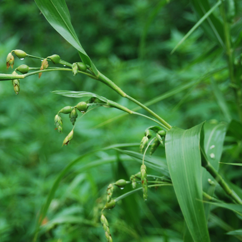 玉米薏苡念珠六谷迷石苡米四季盆栽中草药绿植