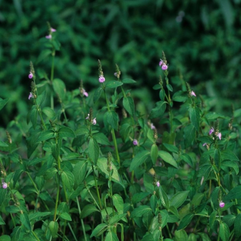 鼠尾爵床小青小本六角英疳积草春夏盆栽草药绿植