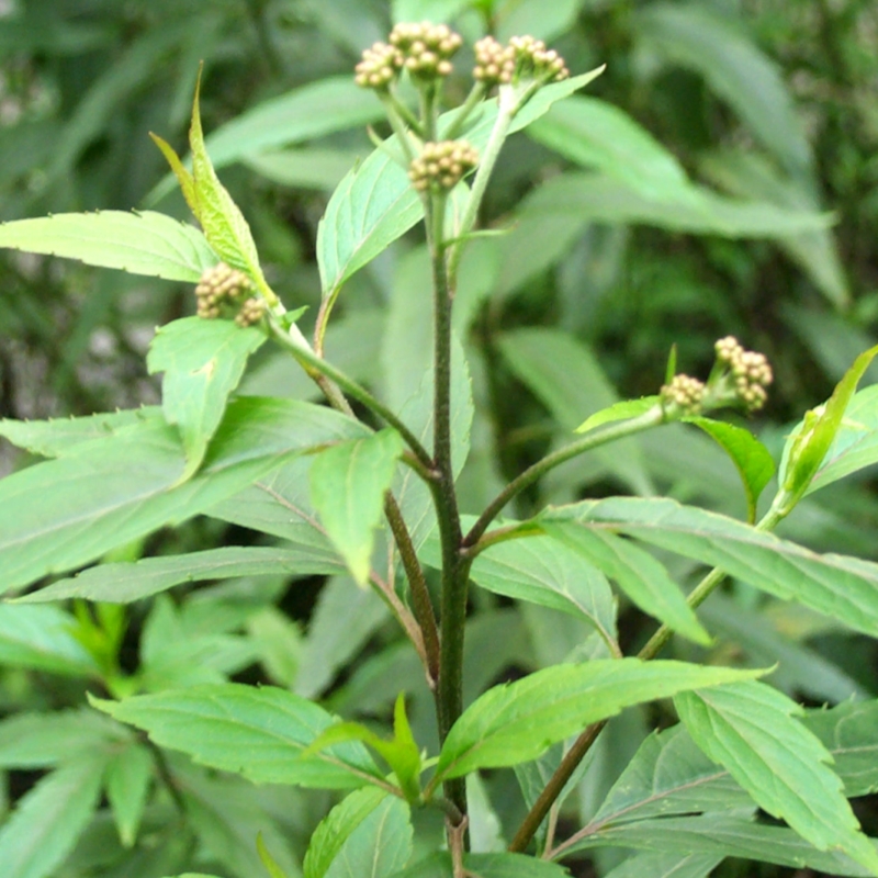 香草的药用功效与作用图片