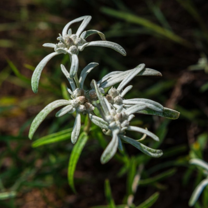 天青地白毛女儿菜父子草小火草野清明草菠萝草叶下白春秋冬草药苗