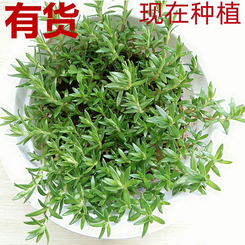 垂盆狗牙草瓜子指甲草狗牙瓣凉茶冲剂草药药材绿植