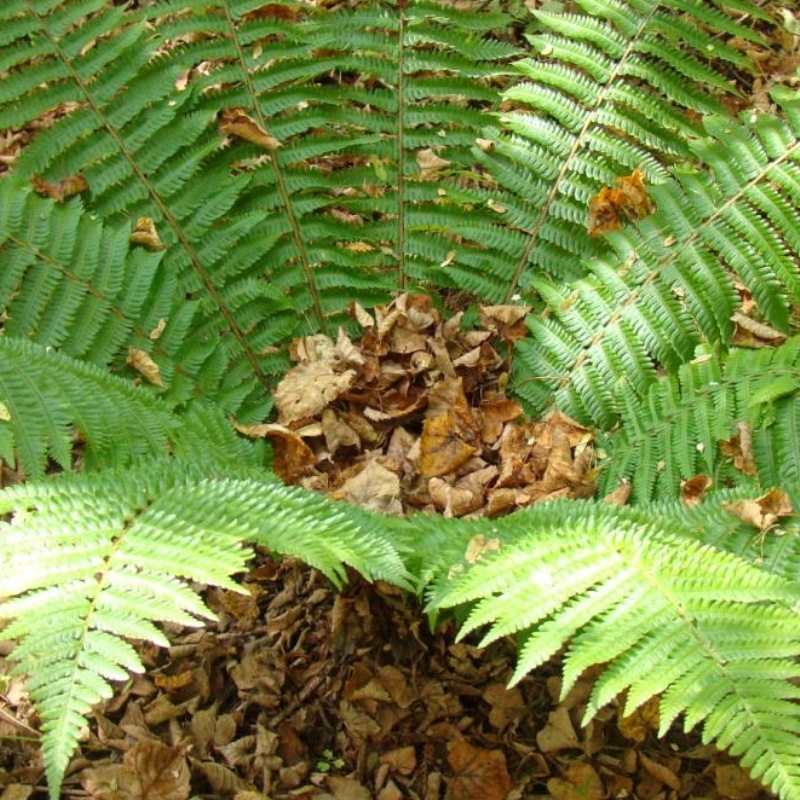 乌毛蕨苗龙船蕨赤蕨头贯众管仲浙江药材盆栽绿植