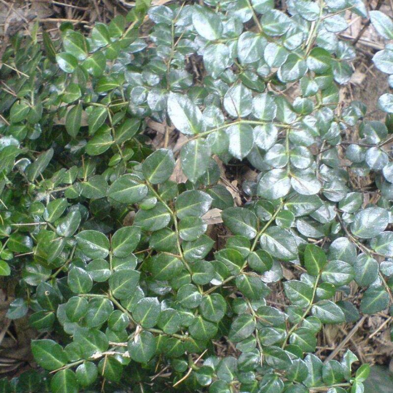 小叶虎刺寿星草寿庭木雀不绣花针黄脚鸡天针老鼠绿植