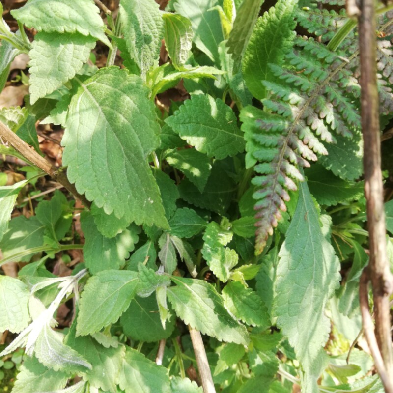 溪黄香茶溪沟山羊铁钉钉头疙瘩土黄黄连中草药绿植
