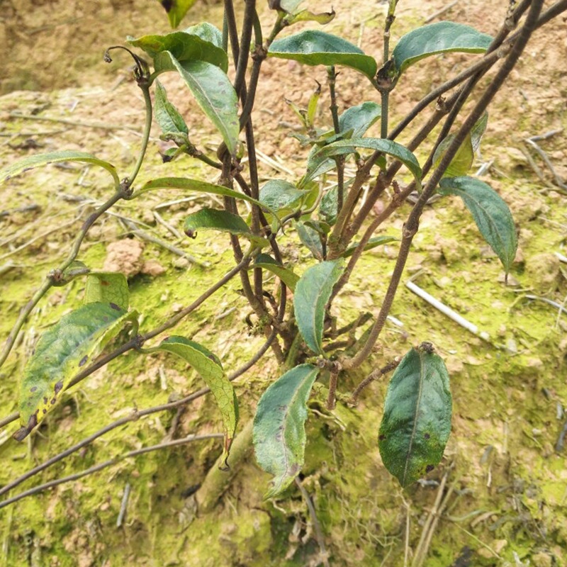 巴戟天鸡肠鸡眼藤黑钻兔仔肠三角三蔓不凋男人绿植