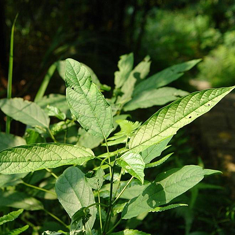 大青药苗净化空气风丝四季盆栽绿化中草药材种植绿植