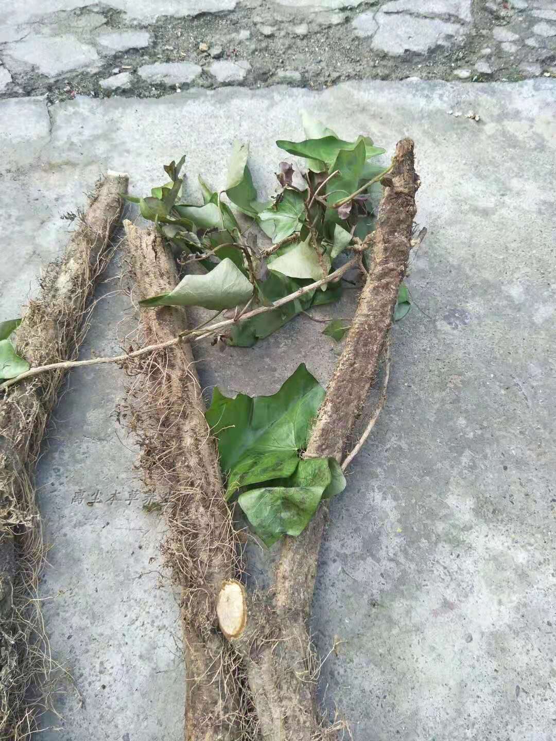 野生中药材三角常春藤泡澡草药李正磊可搭艾草见血其他药食同源食品