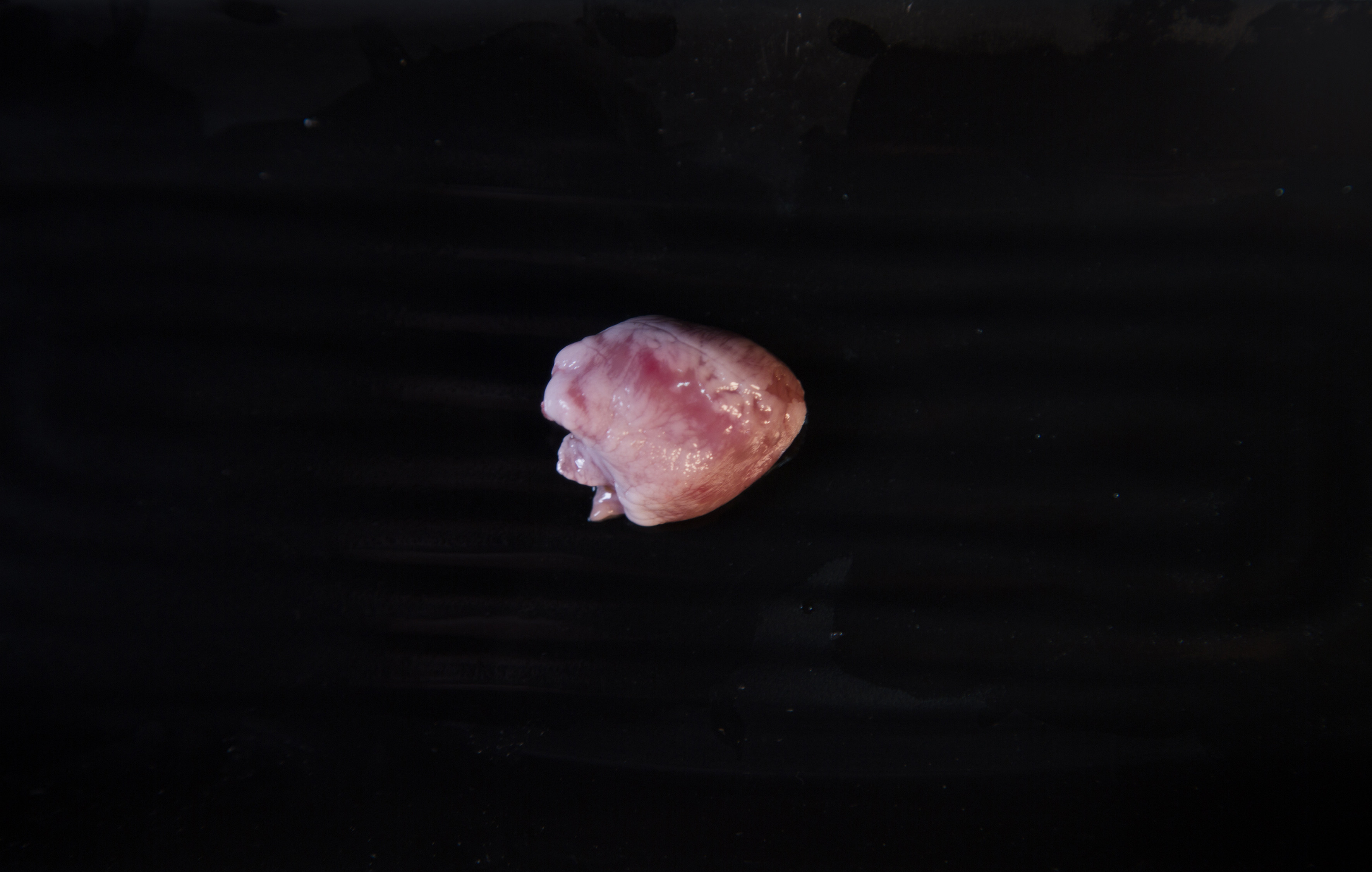 新鲜兔心1斤15.5元4斤包邮兔子心真空包装1斤大约在70-80个