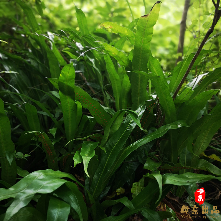 七星草新鲜野外现采250g包邮瓦韦石苇刀口药肺筋草药材七星剑