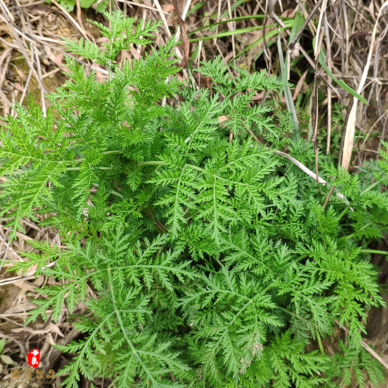 青蒿新鲜野生整颗发货500g包邮黄花蒿 黄蒿 苦蒿 臭蒿