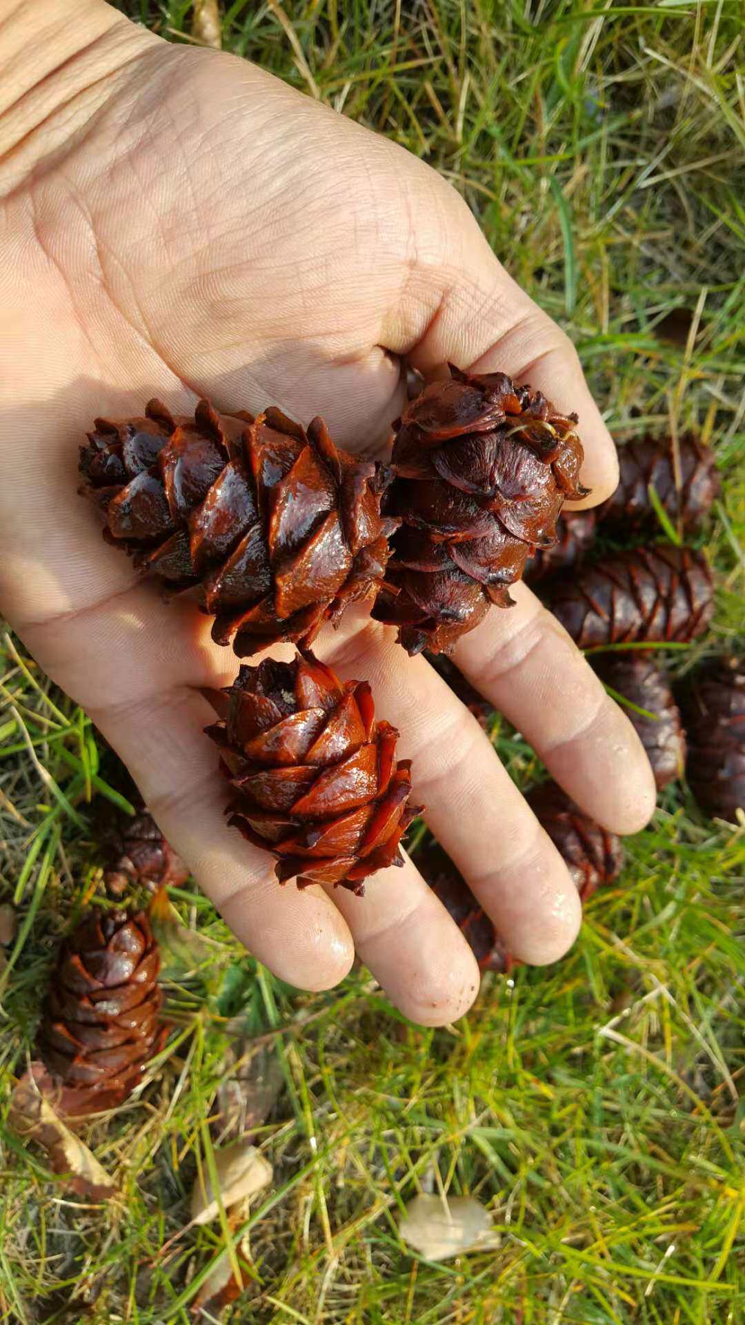 大兴安岭野生马尾马尾松松塔盐水水煮小松树塔坚果真空松子