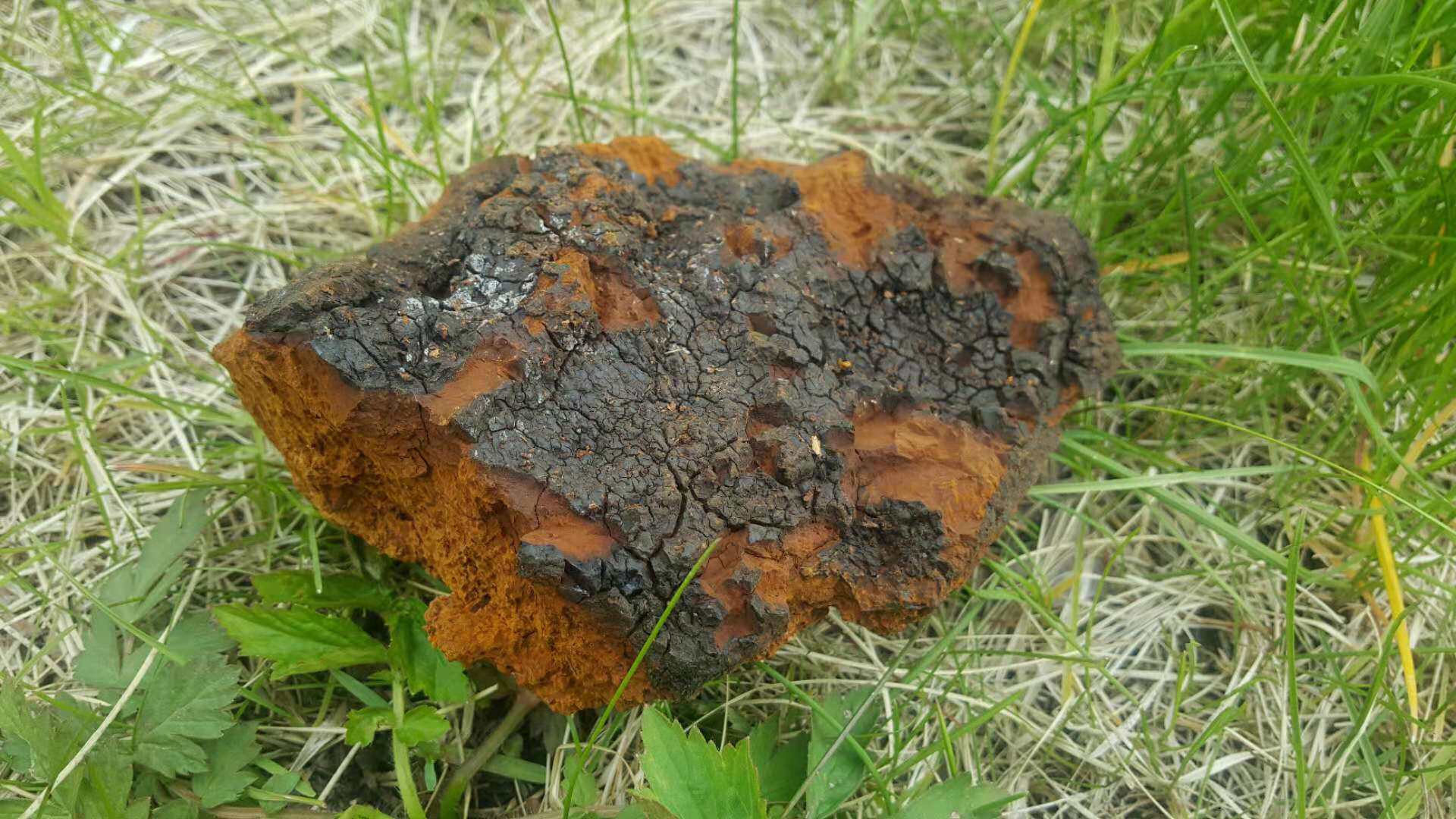 大兴安岭桦树散装产地干货块白茸褐孔灵芝500g其他药食同源食品