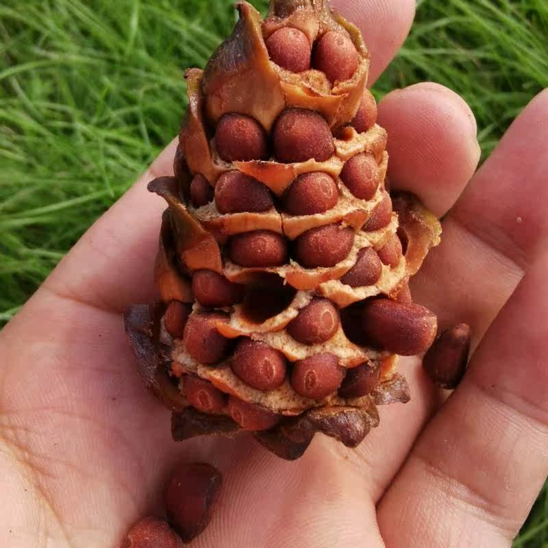 大兴安岭野生马尾马尾松松子盐水水煮小松树坚果真空松子