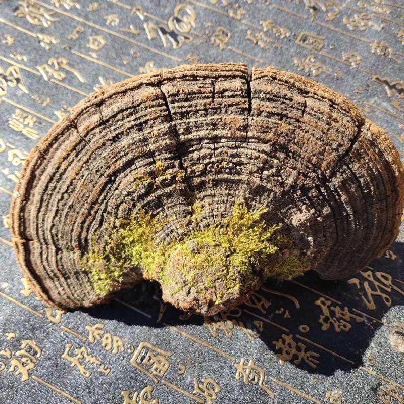 散装产地大兴安岭野生整个磨粉森林桑黄灵芝松针整枝灵芝