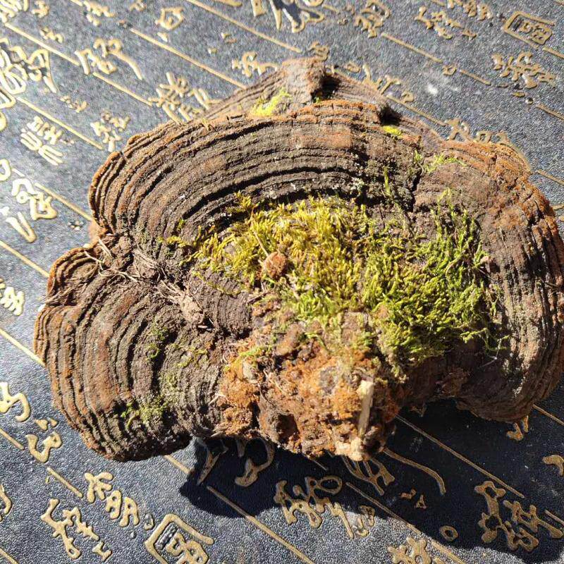 散装产地大兴安岭野生整个磨粉森林桑黄灵芝松针整枝灵芝