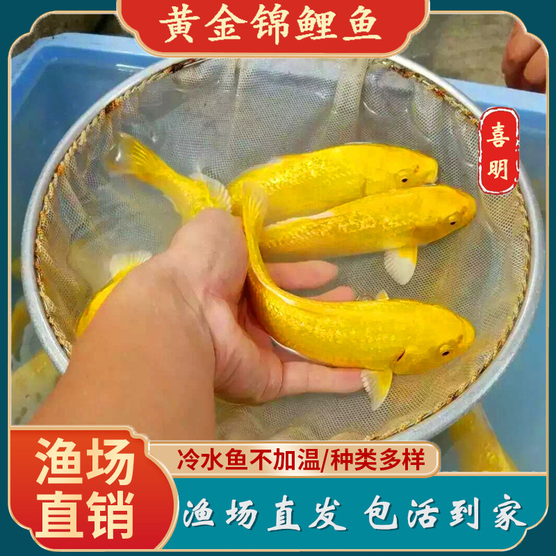 锦鲤观赏鱼银白色鲤鱼黄金活体风水龙凤冷水小锦鲤鱼