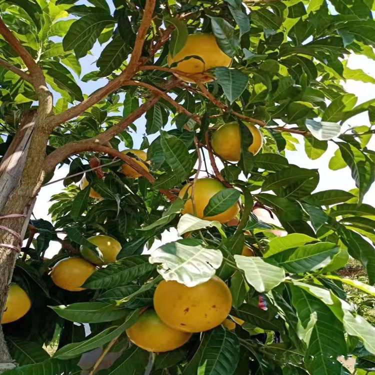 新品种黄晶果树苗大金金沙冬蜜久蜜白金嫁接庭院果树