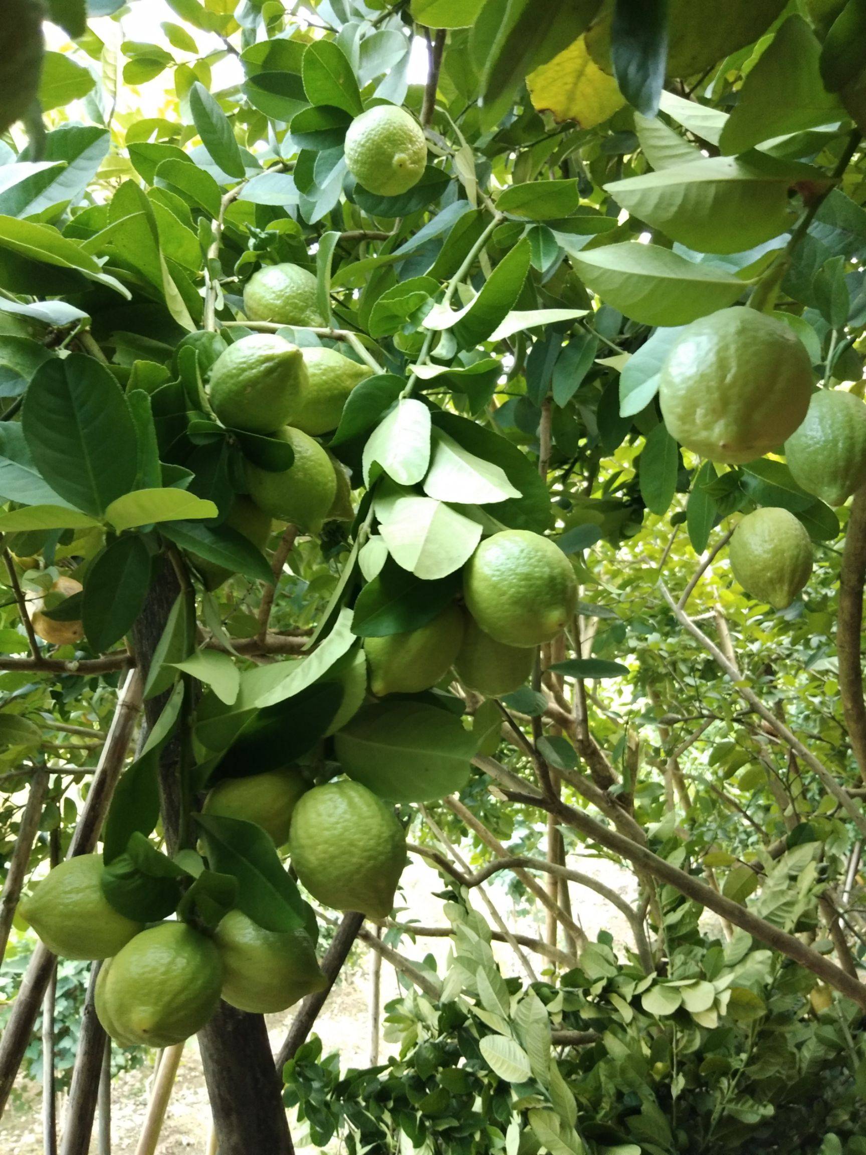 香水柠檬青柠檬本地柠檬果树苗力克嫁接盆栽地栽行道树