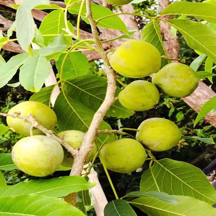 新品种高端水果w4白柿冰淇淋嫁接苗果树苗盆栽地栽苗带泥带叶发货-mc