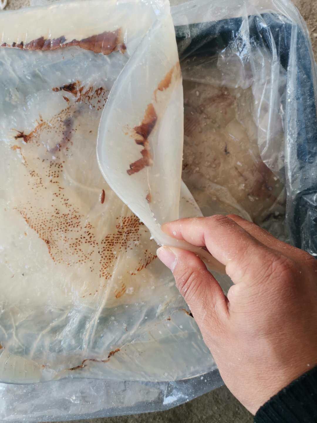 5a野生海蜇白皮5斤礼盒盒装桶装顺丰包邮凉海蜇