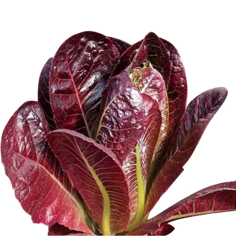 特色红皱紫叶生菜种子罗莎高产抗病现在种的家庭园艺种子