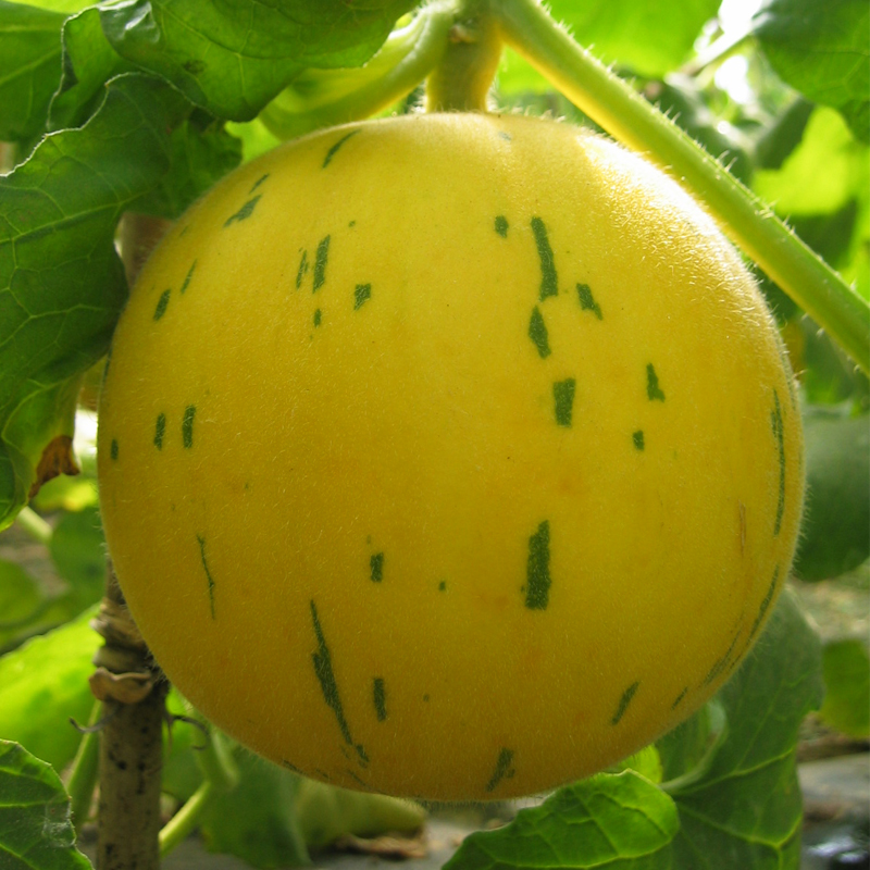 高产甜瓜蔬菜盆栽阳台秋季春秋花纹流星白皮家庭园艺种子