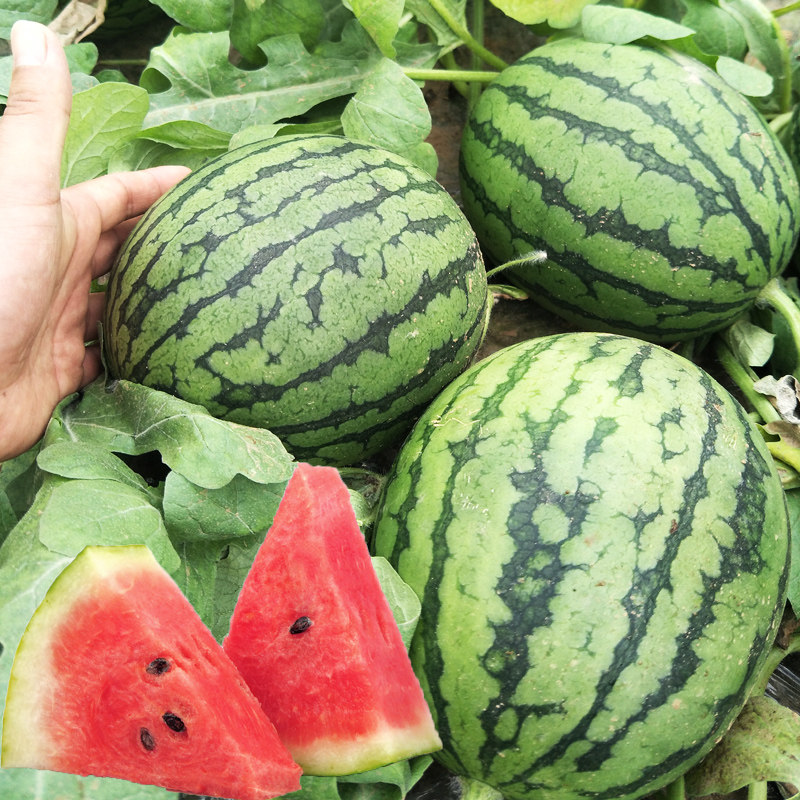 日本早春红玉西瓜种子小玉富秀红宝石大田早熟家庭园艺种子