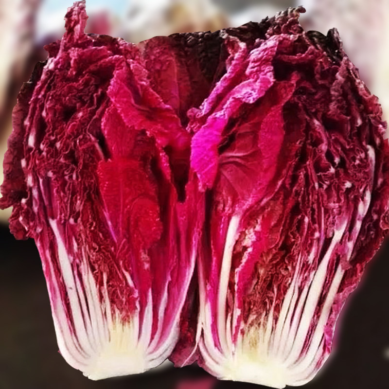 蔬菜白菜种子紫色红娃娃春季秋季大田早熟农家家庭园艺种子