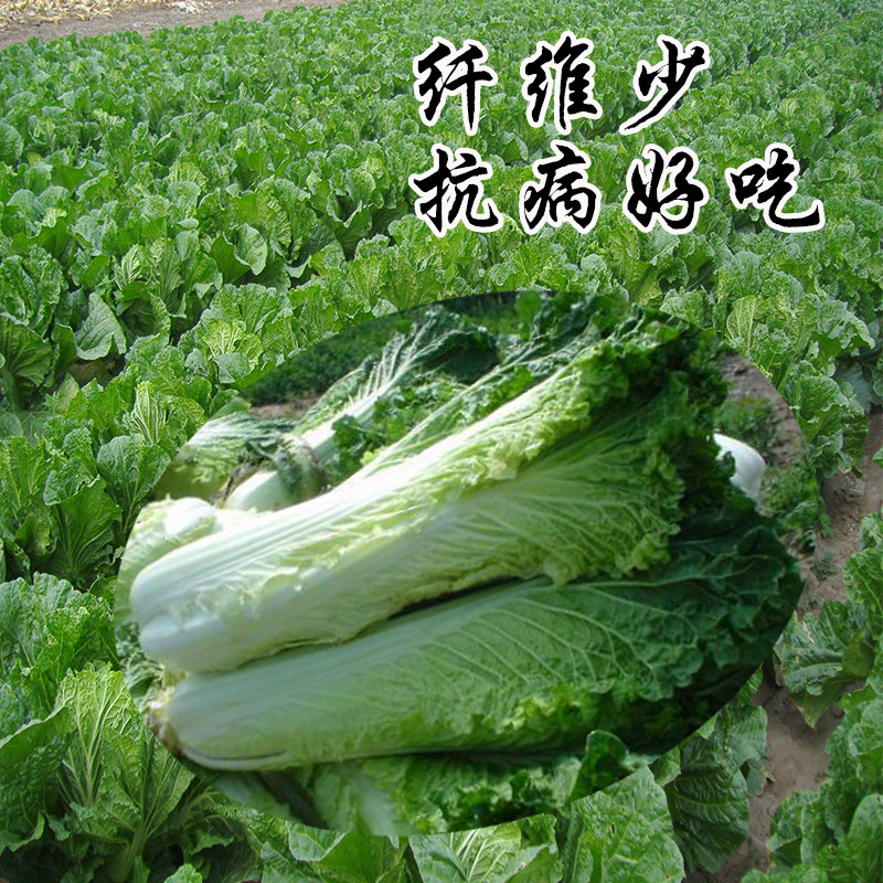 新天津菜真高产抗病秋季春季不坏真不好吃娃娃家庭园艺种子