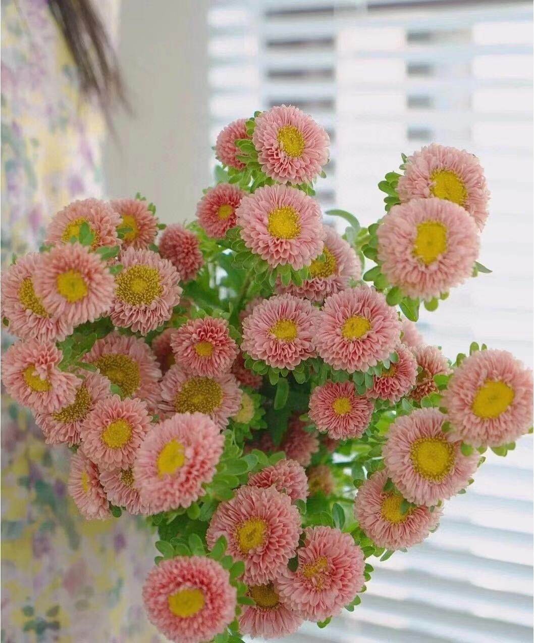 香槟色翠菊鲜花鲜切花玫红色白色紫色包邮花期鲜花速递同城