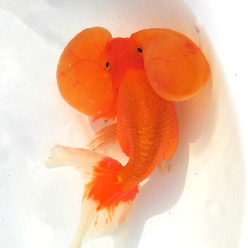 活体金鱼精品冷水观赏鱼淡水纯红水泡眼水水族鱼