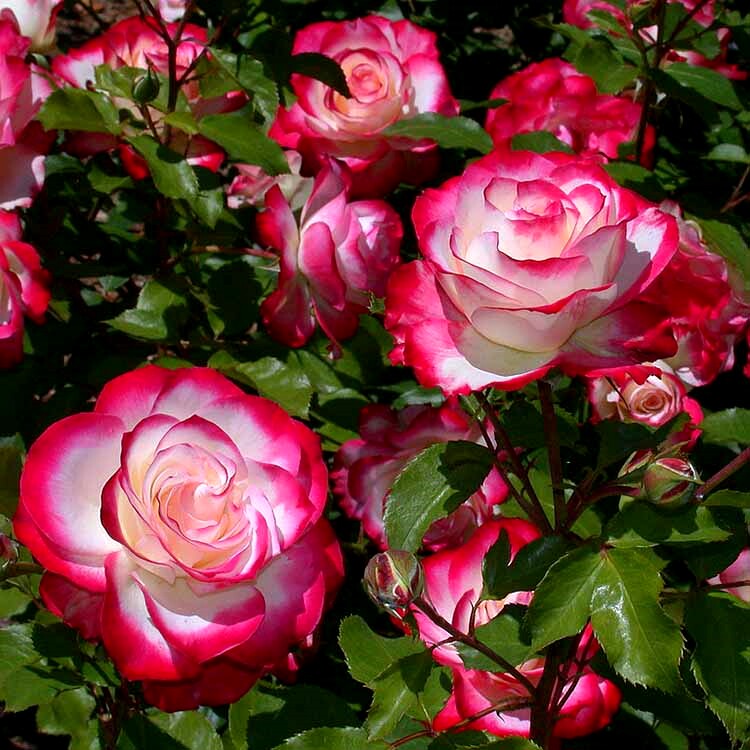 灌木月季摩洛哥公爵大花四季开花玫瑰阳台花卉花卉