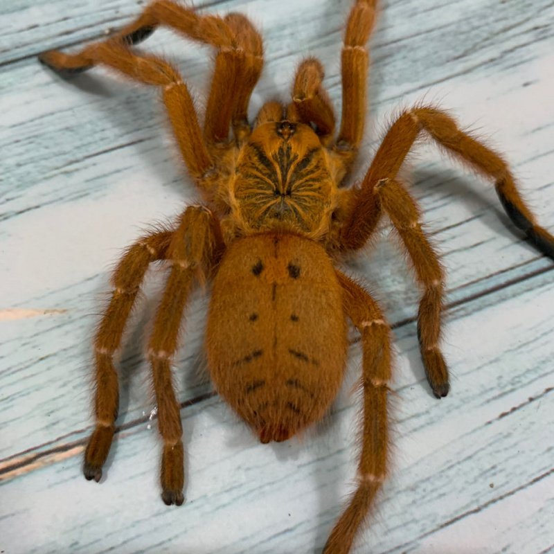 巴布非洲烈阳c8活体宠物蜘蛛无毒温顺现货蜘蛛