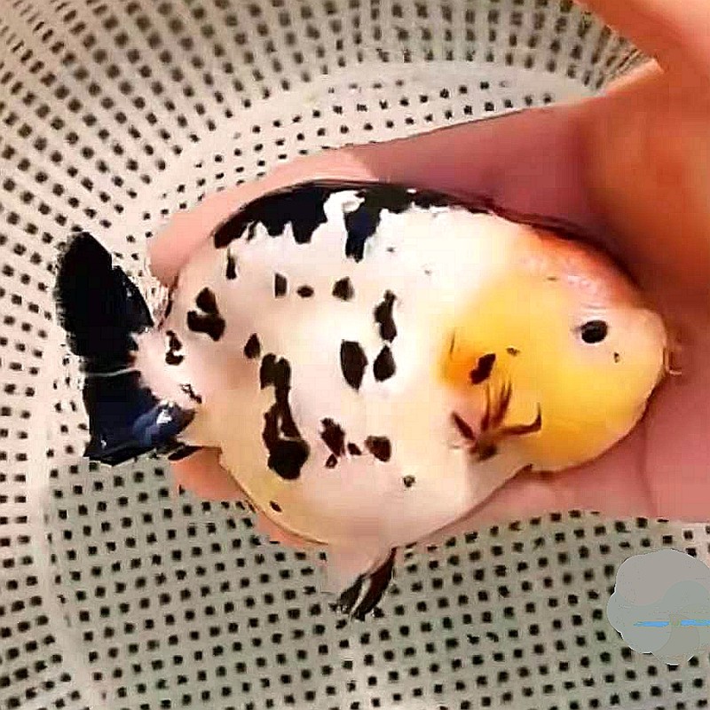 观赏鱼邮包包邮包水墨风水招财三色冷水潘氏鱼苗鱼