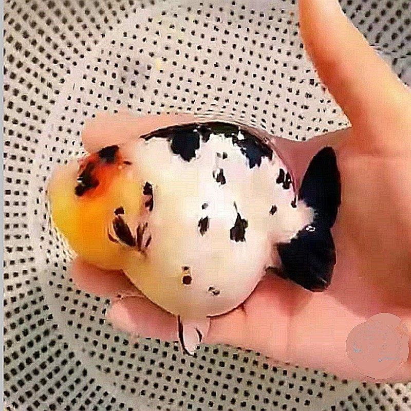 观赏鱼邮包包邮包水墨风水招财三色冷水潘氏鱼苗鱼