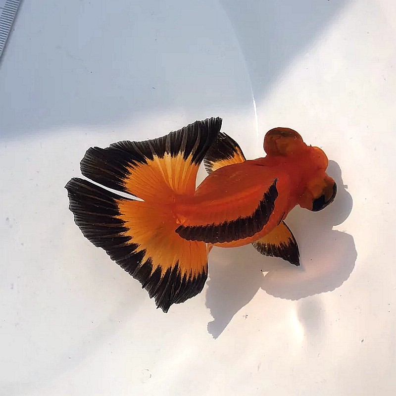 金鱼活体精品蝶尾观赏鱼碳黑反翘熊猫冷水鱼包活包鱼