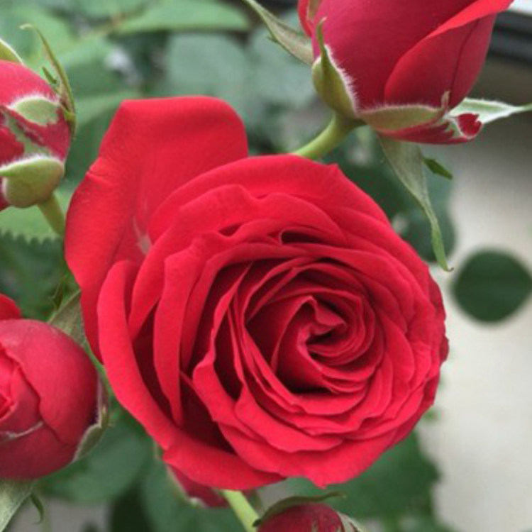 永远远的那不勒斯莫斯科爱帕索微月四季开花月季盆栽时令草本花卉